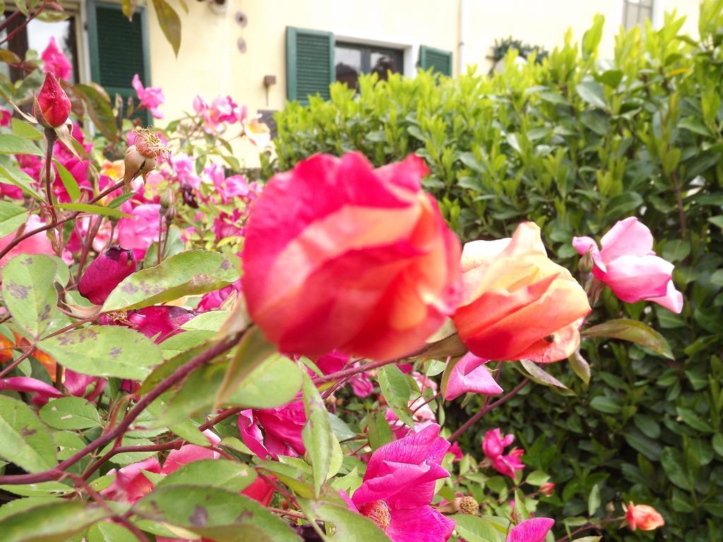 Agriturismo Cascina Nuova Villa Valenza Dış mekan fotoğraf